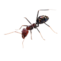 ant