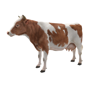 cow