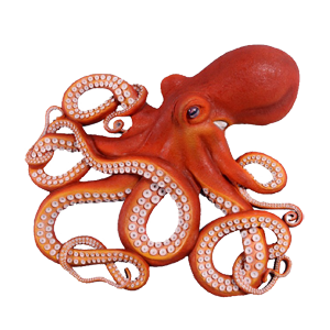 octopus