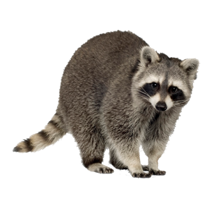 raccoon