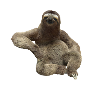 sloth