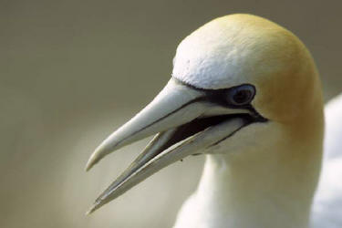 Australasian Gannet