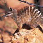 Numbat