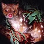 Quoll