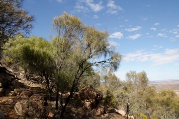 Allocasuarina verticillata