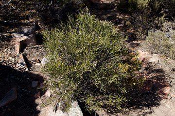 Rolled leaved small shrub