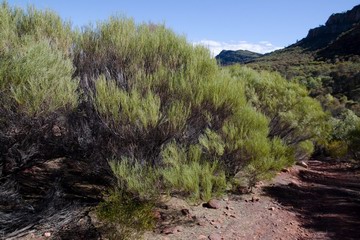 Slaty sheoaks