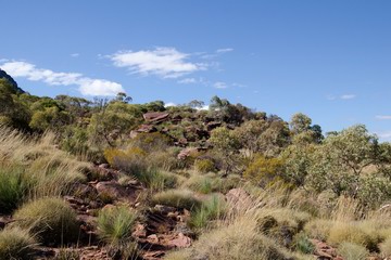 Spinifex scrub