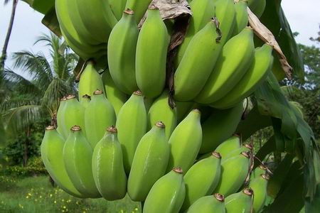 Green Bananas