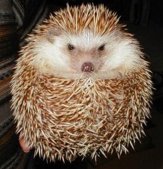 Hedgehog