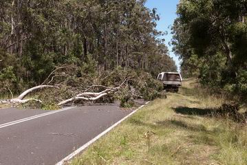 Tree down