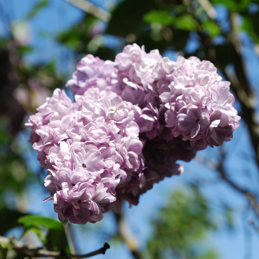 Lilac