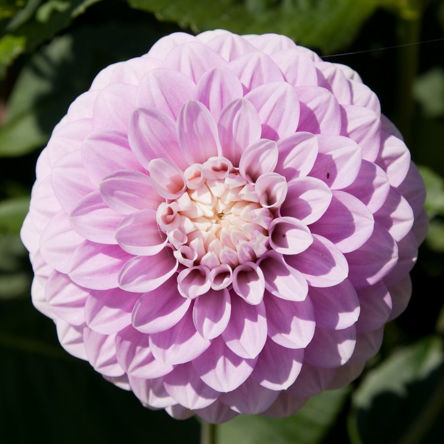 Dahlia "Glenmarc Margaret"