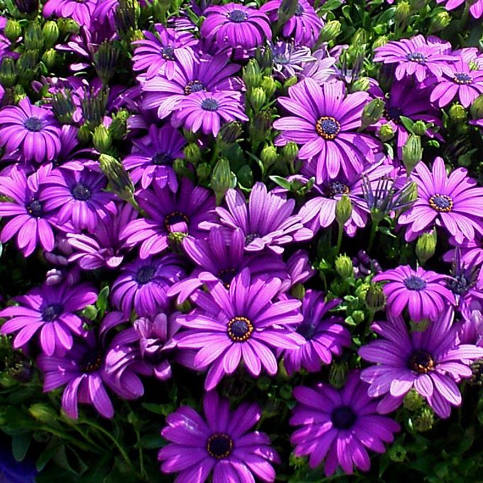 Purple Daisy