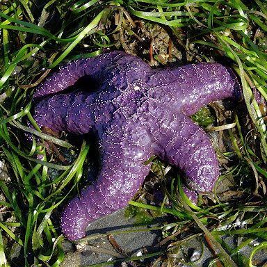 Purple Sea Star