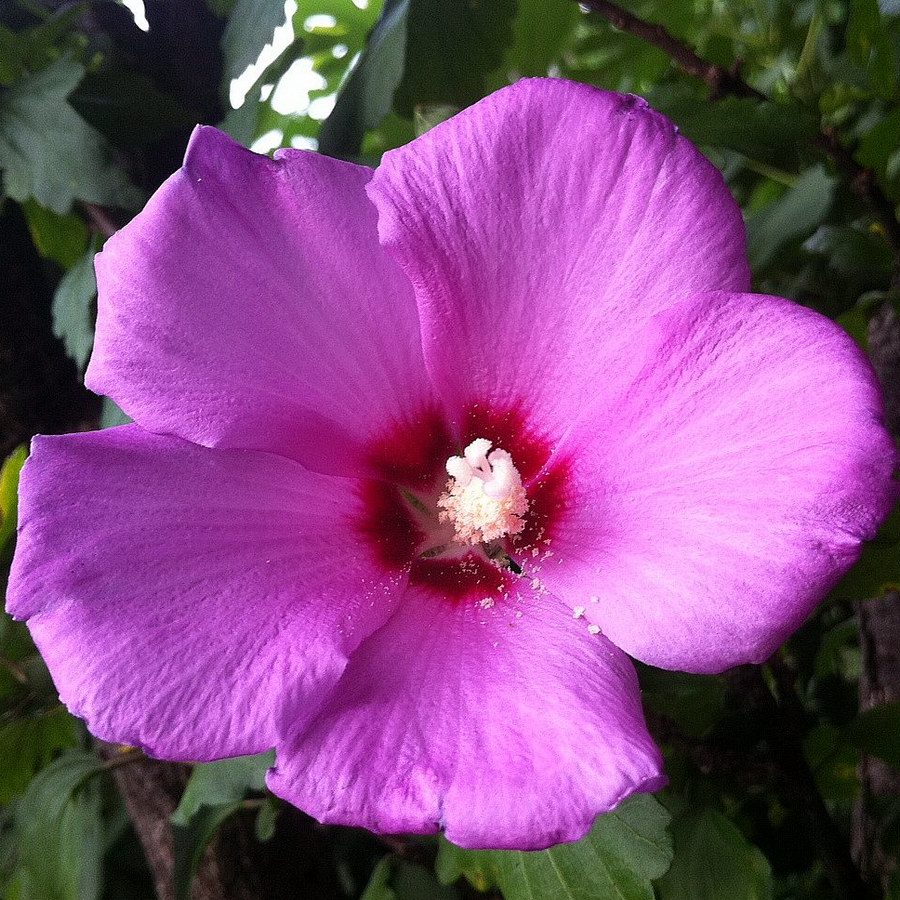 Rose Of Sharon