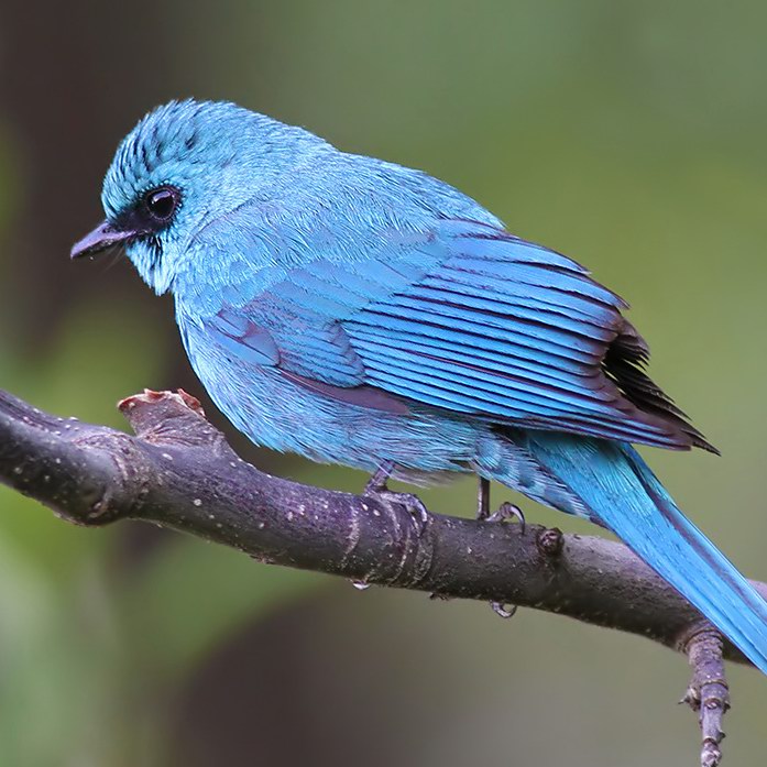 Verditer Flycatcher (mating male)