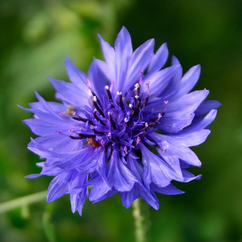 Cornflower