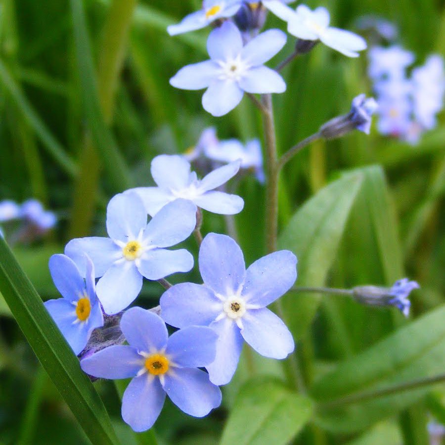 Forget-Me-Not