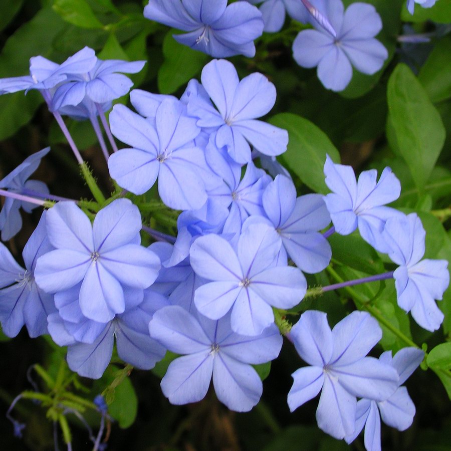 Blue Plumbago