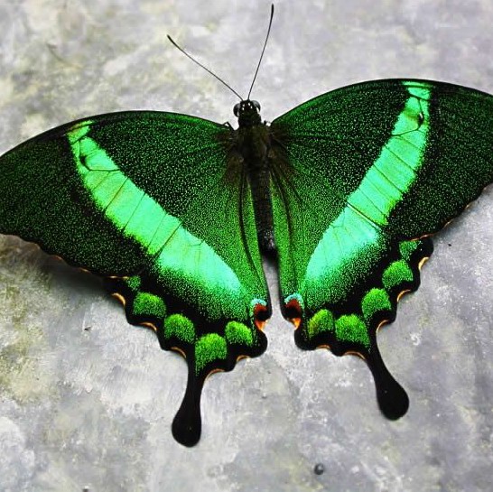 Emerald Swallowtail