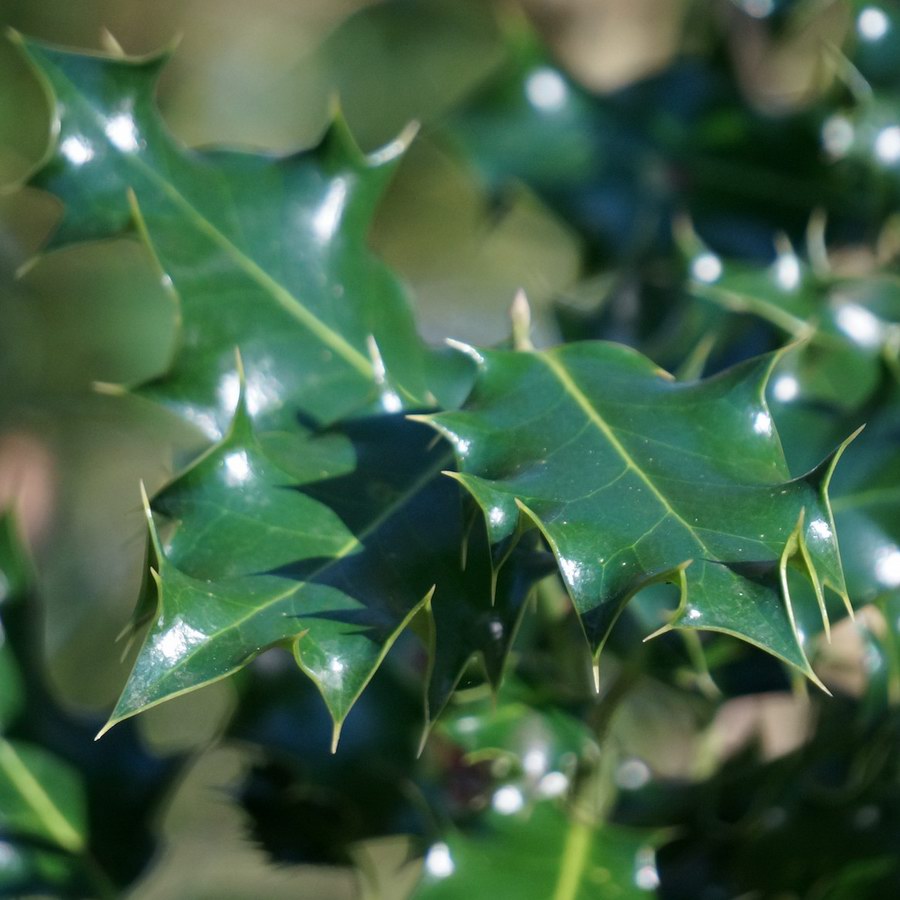 Holly Leaf