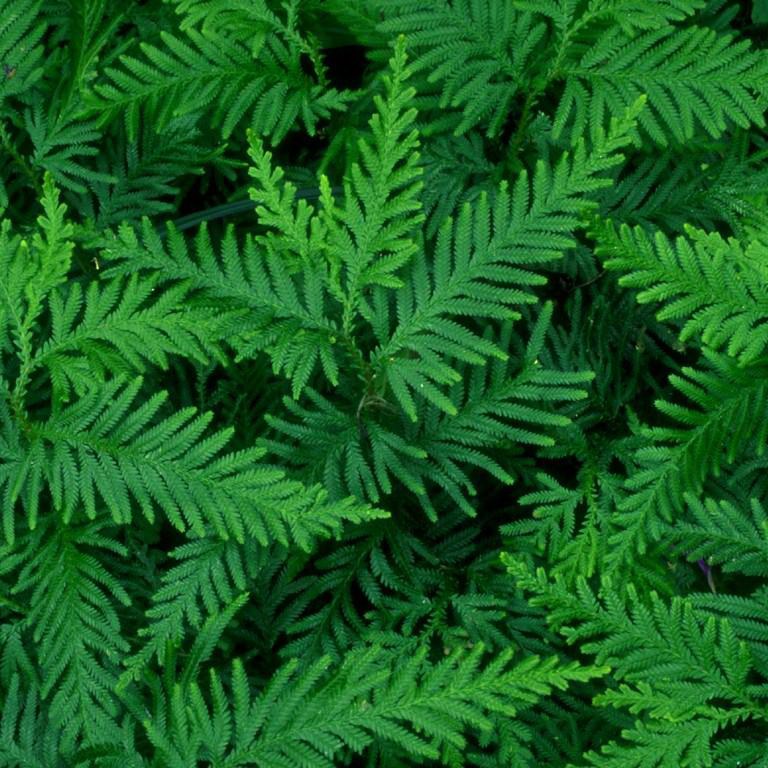 Shaded Fern