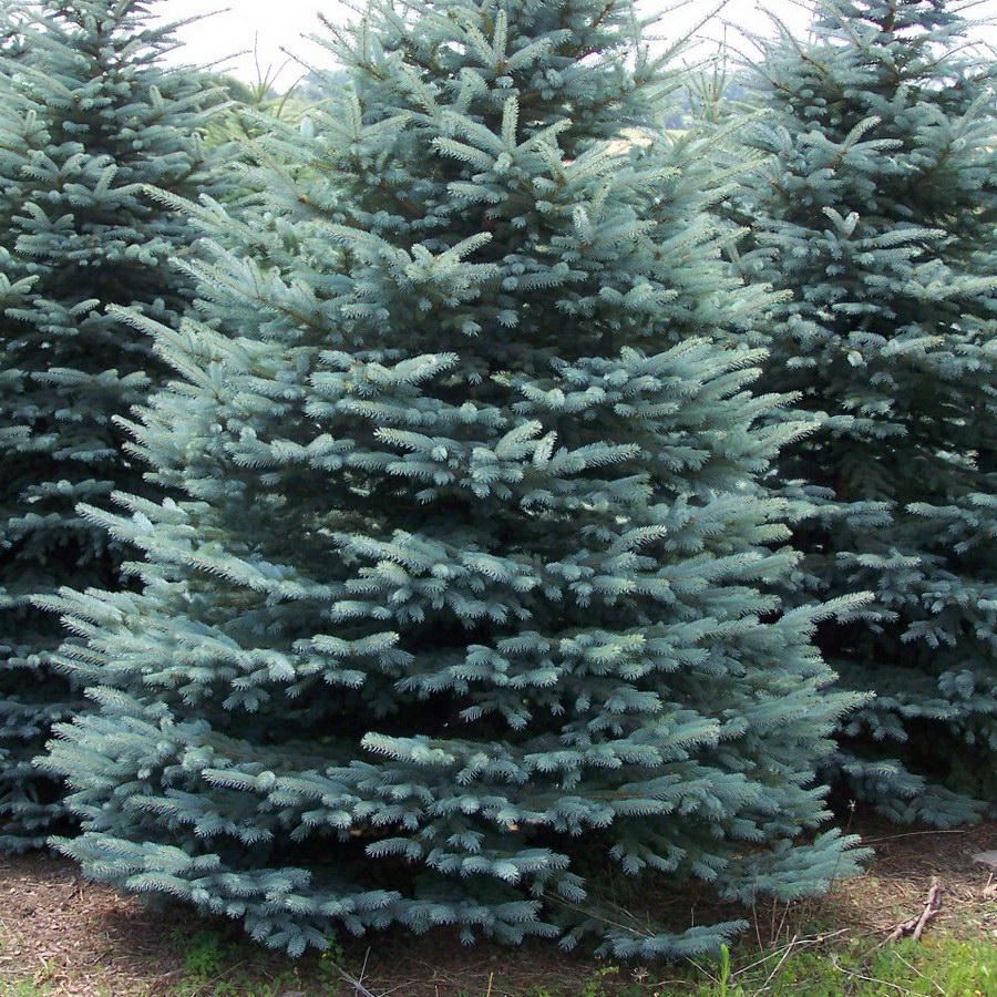 Blue Spruce Dark