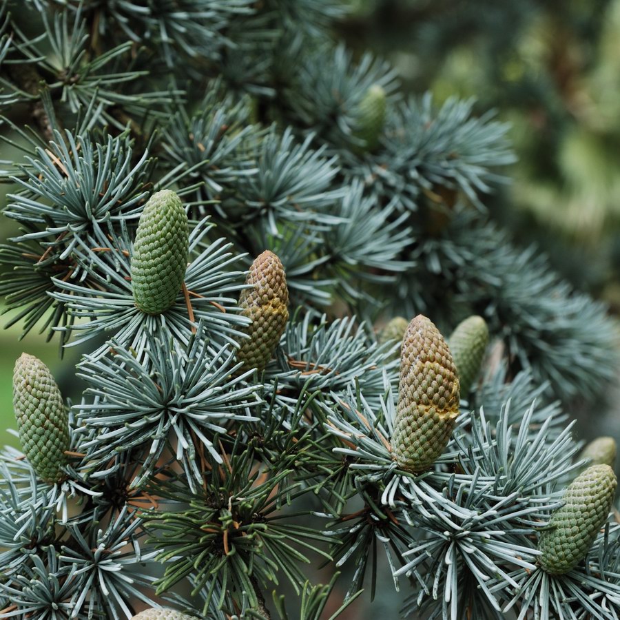 Blue Spruce Light