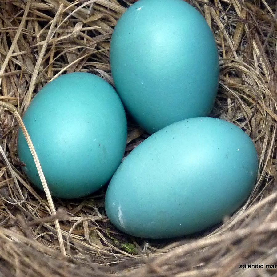 Robin's Eggs