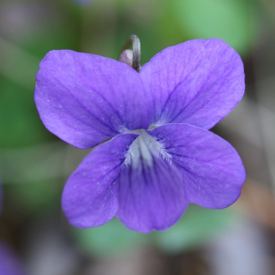 Common Blue Violet