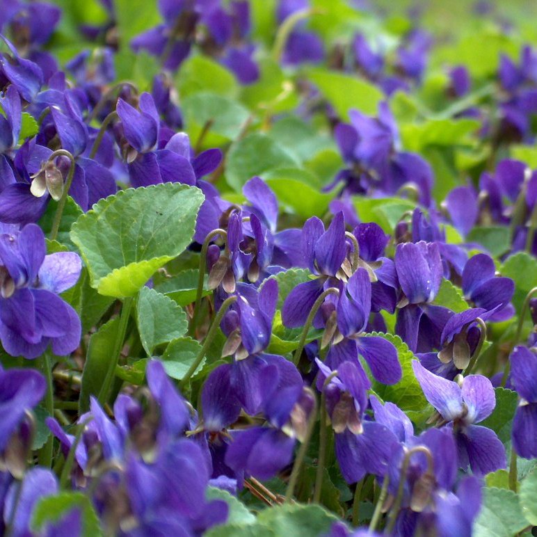 Han Purple Carpet