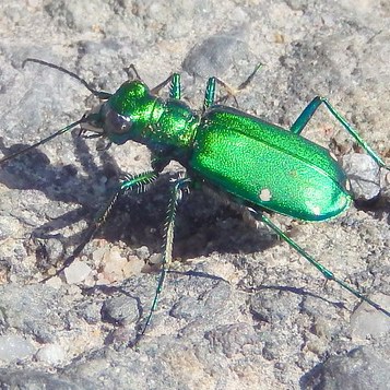 Six-Spotted Tiger Beetle