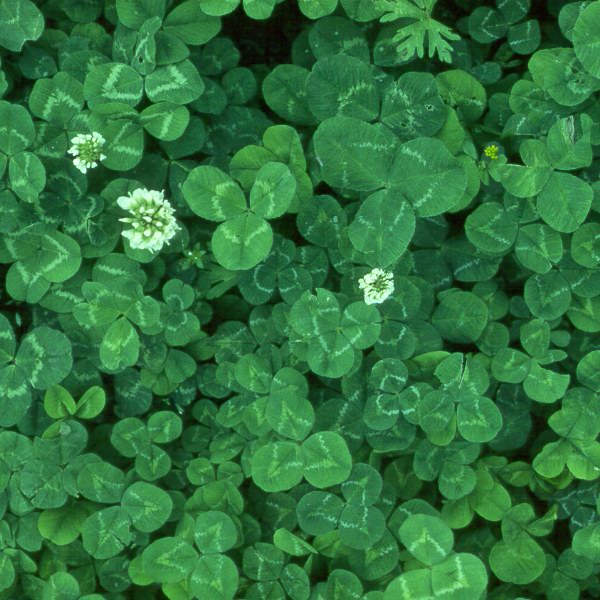 Shaded Clover