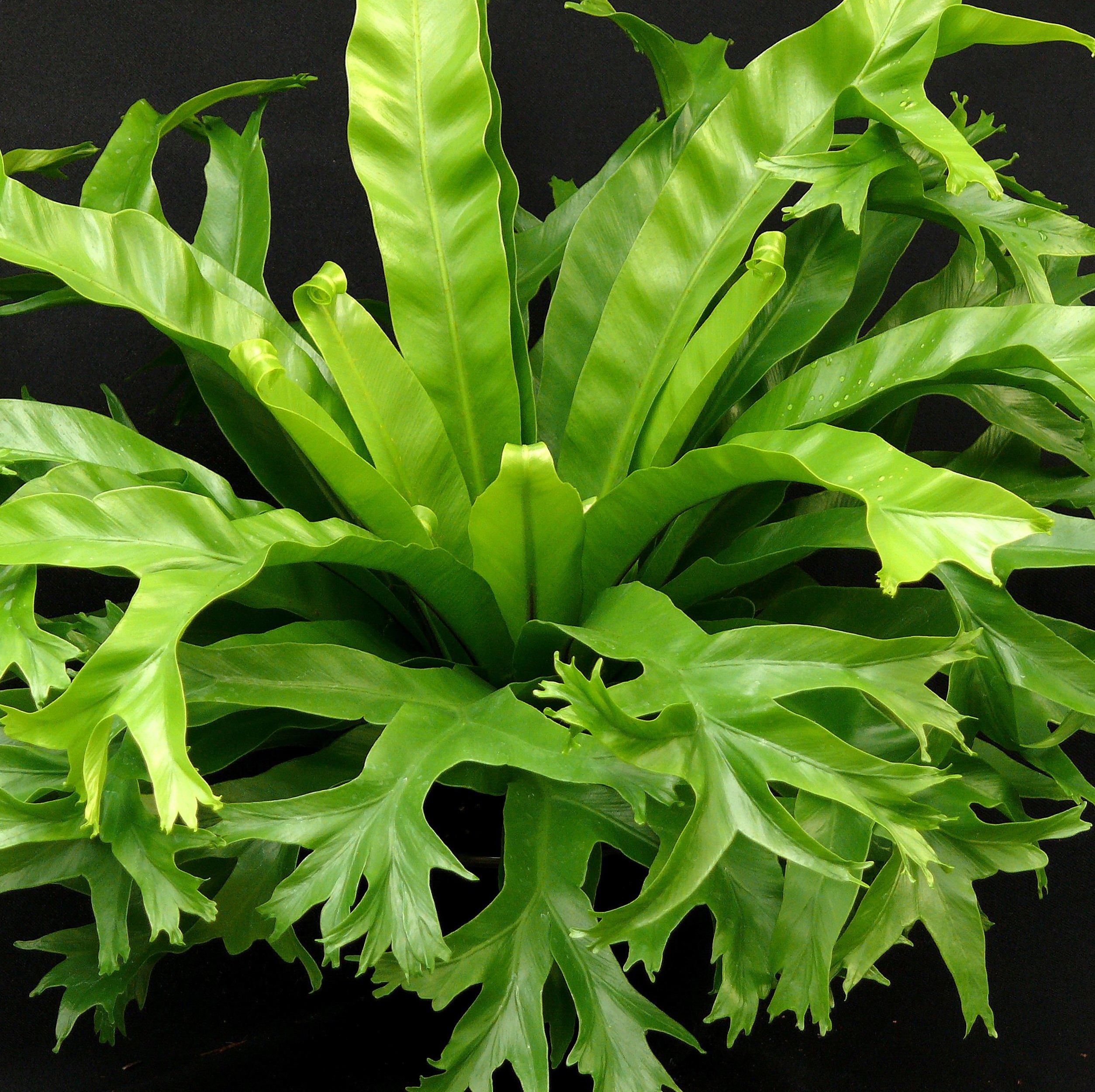 Bird's Nest Fern