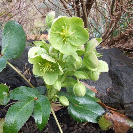 Helleborus argutifolius