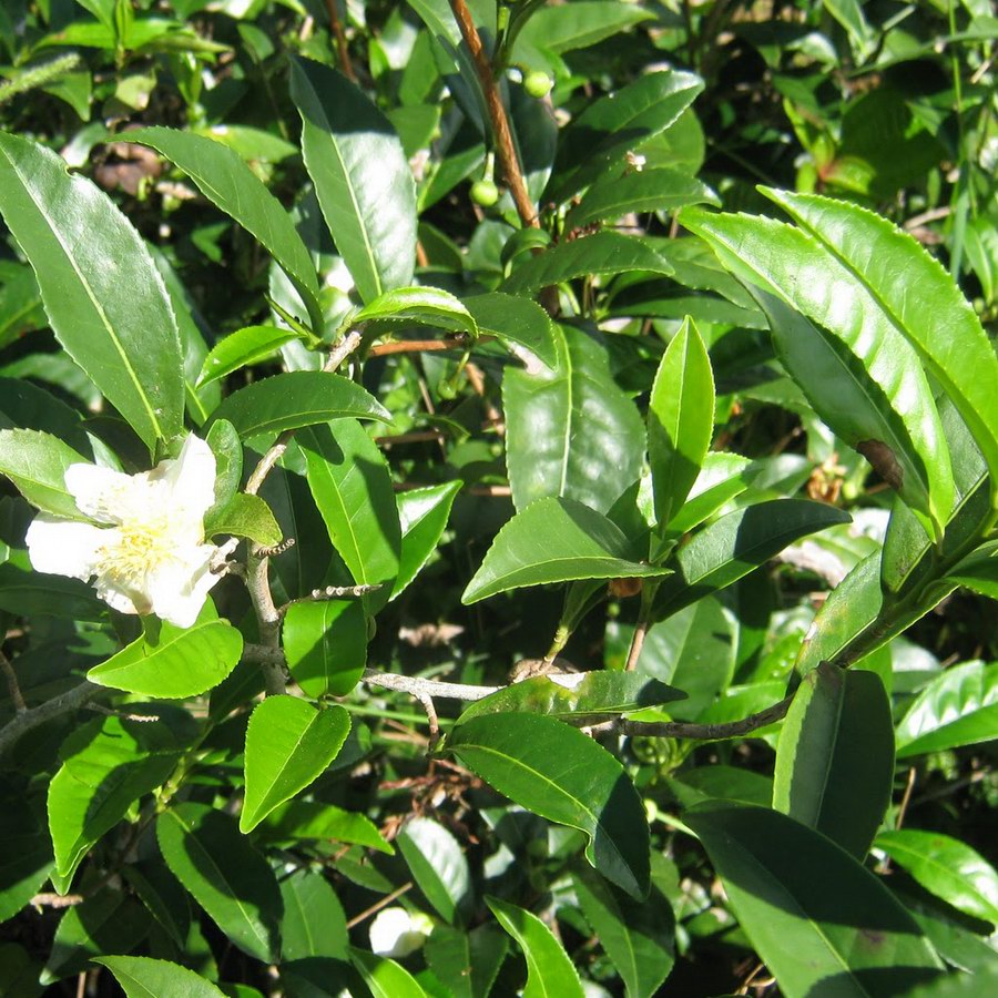 Tea Plant