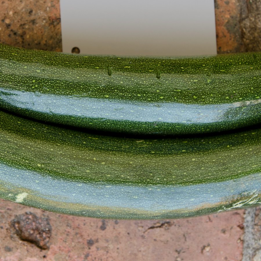 Zucchini Fruit