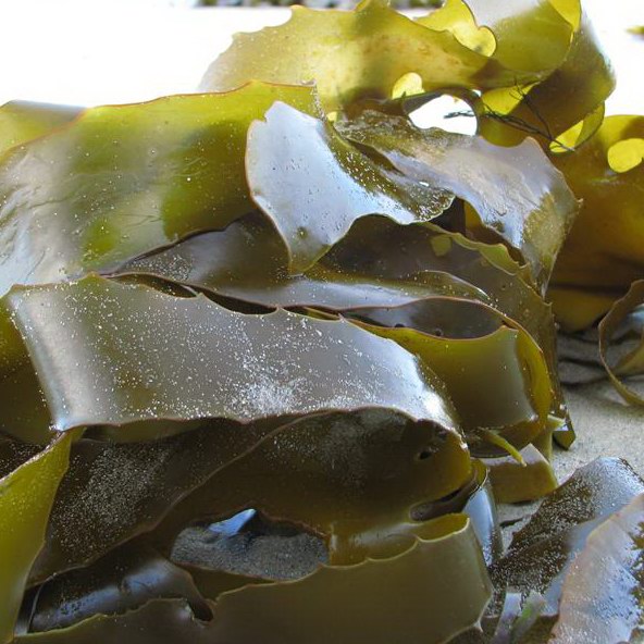 Kelp