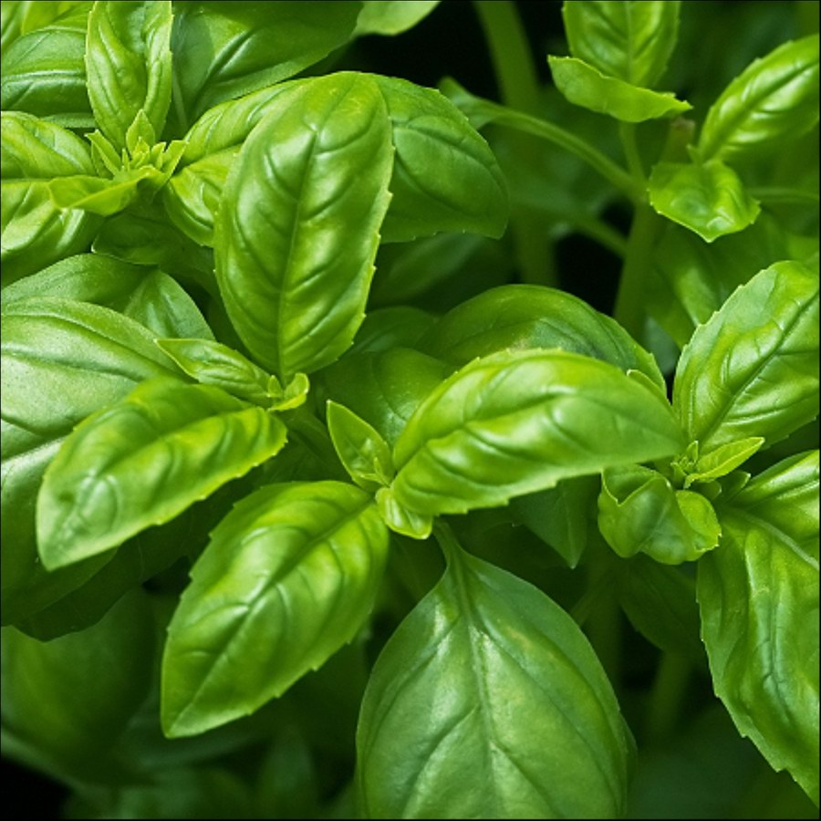 Basil