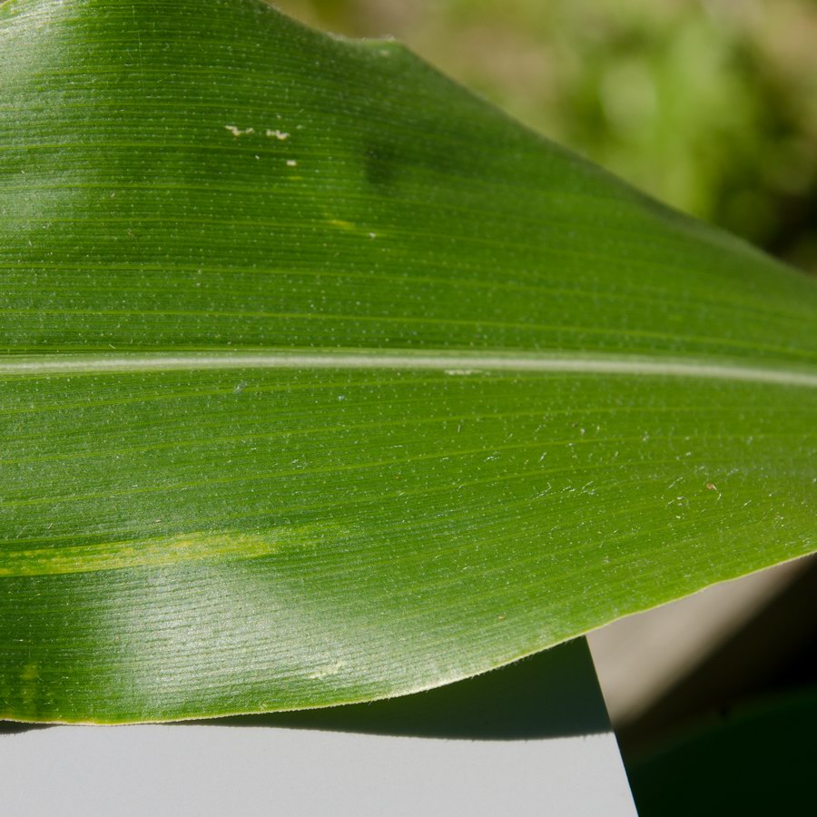 Corn Leaf