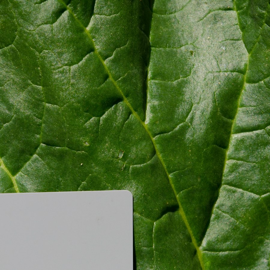 Rhubarb Leaf