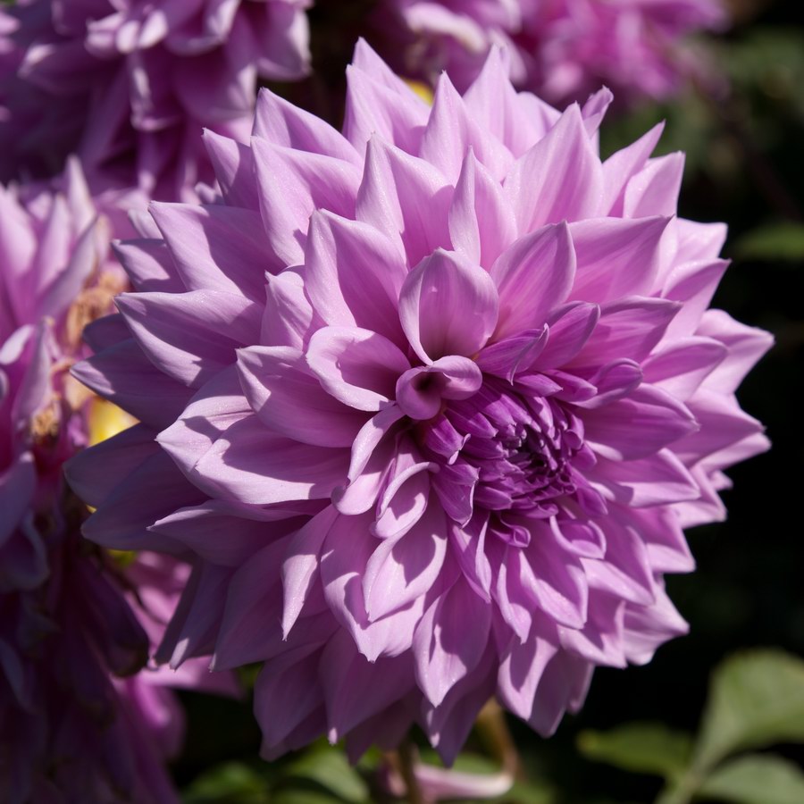 Dahlia "Croydon Lilac"