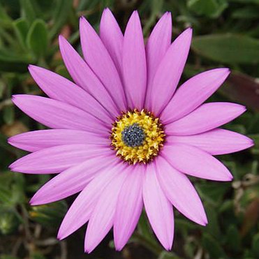 Magenta Daisy