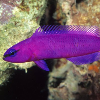 Orchid Dottyback