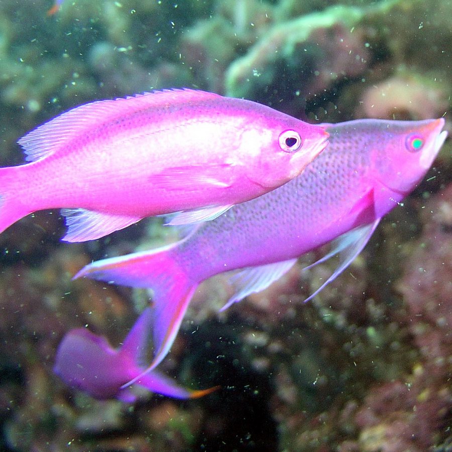 Pale Magenta Fish