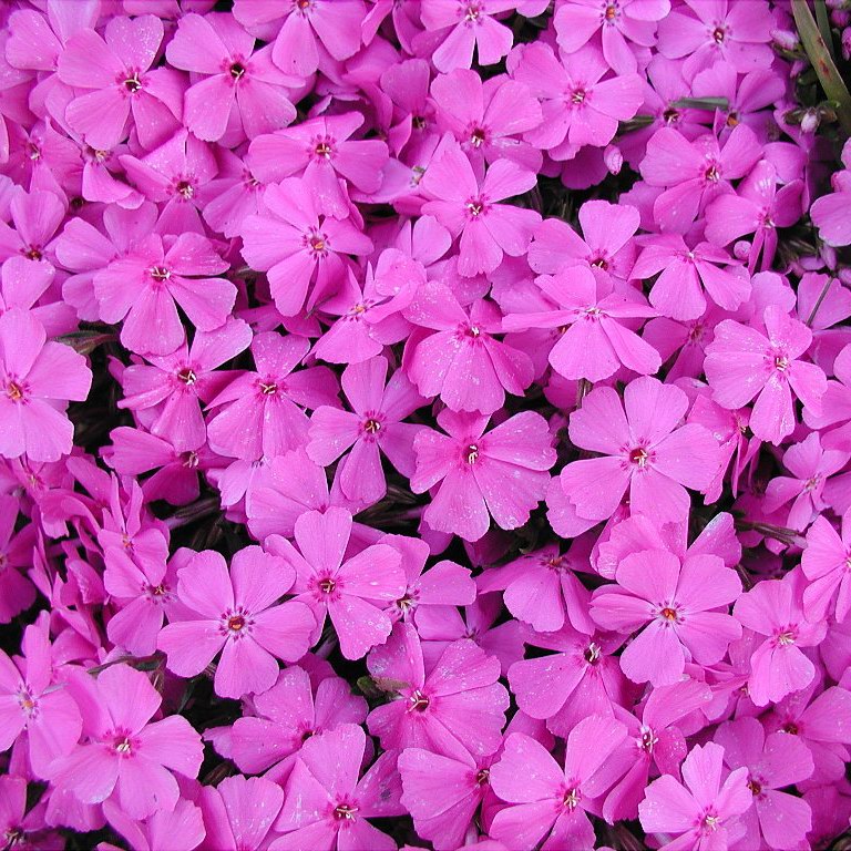 Pink Phlox