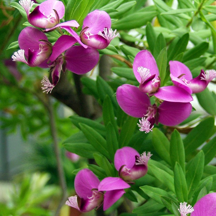 Polygala Myrtifolia