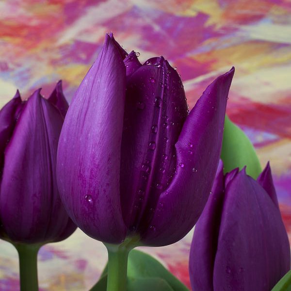 Purple Tulips