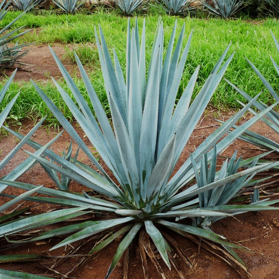 Blue Agave